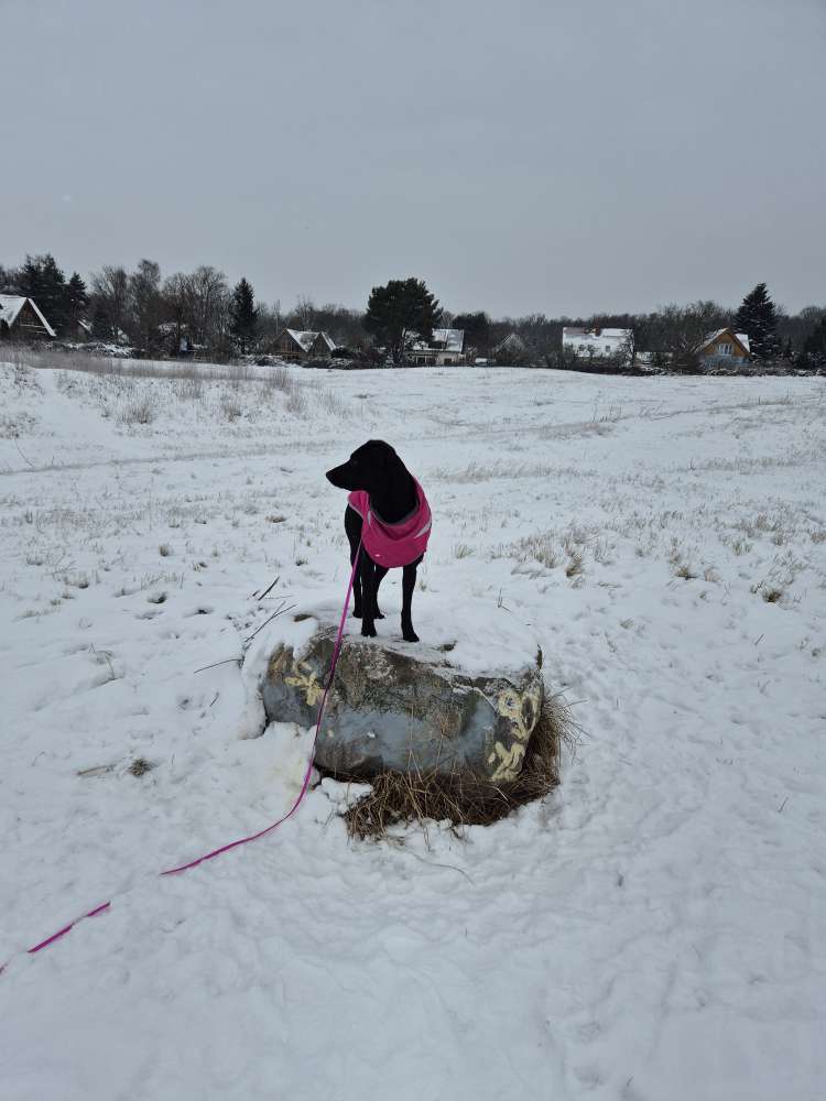 Hundetreffen-Souveräner Hund gesucht für Junghündin-Profilbild
