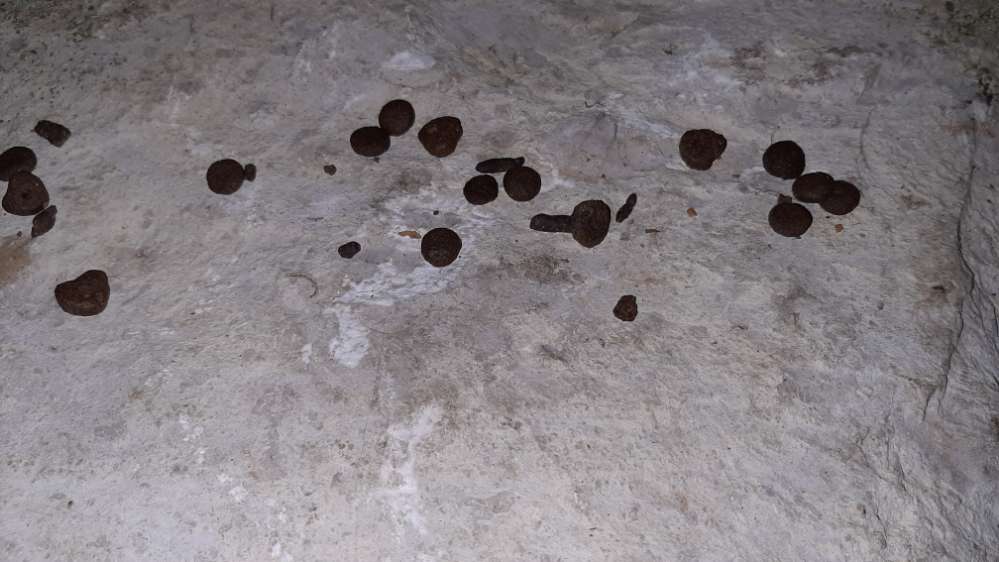 Giftköder-Unbekanntes Futter?-Profilbild