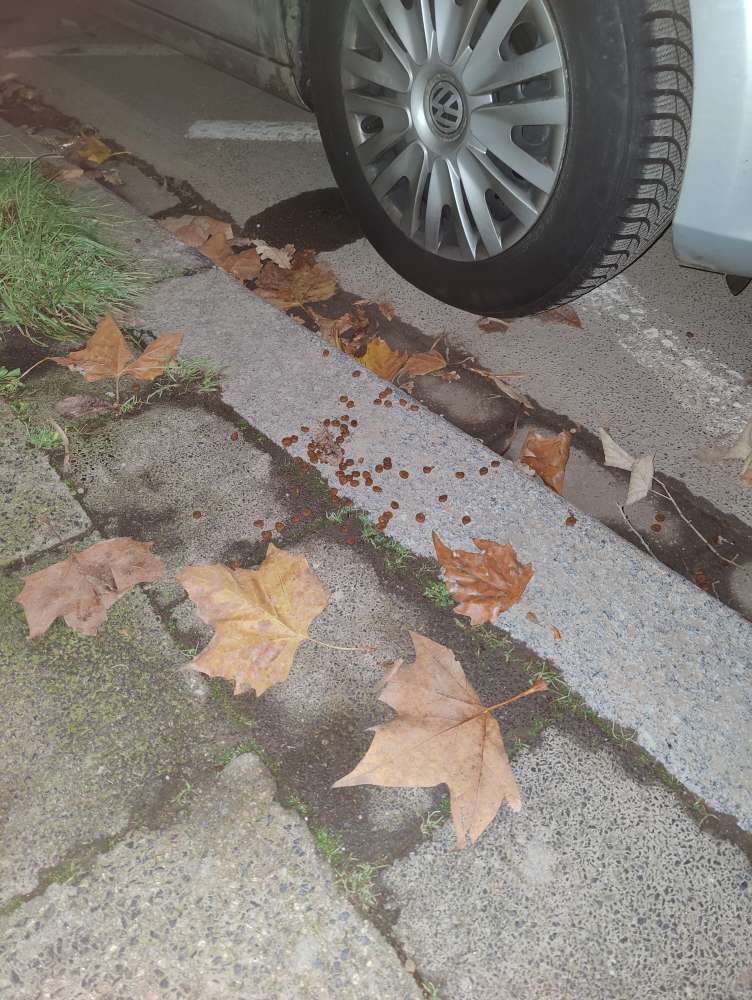 Giftköder-Leckerlies auf dem Gehweg-Profilbild