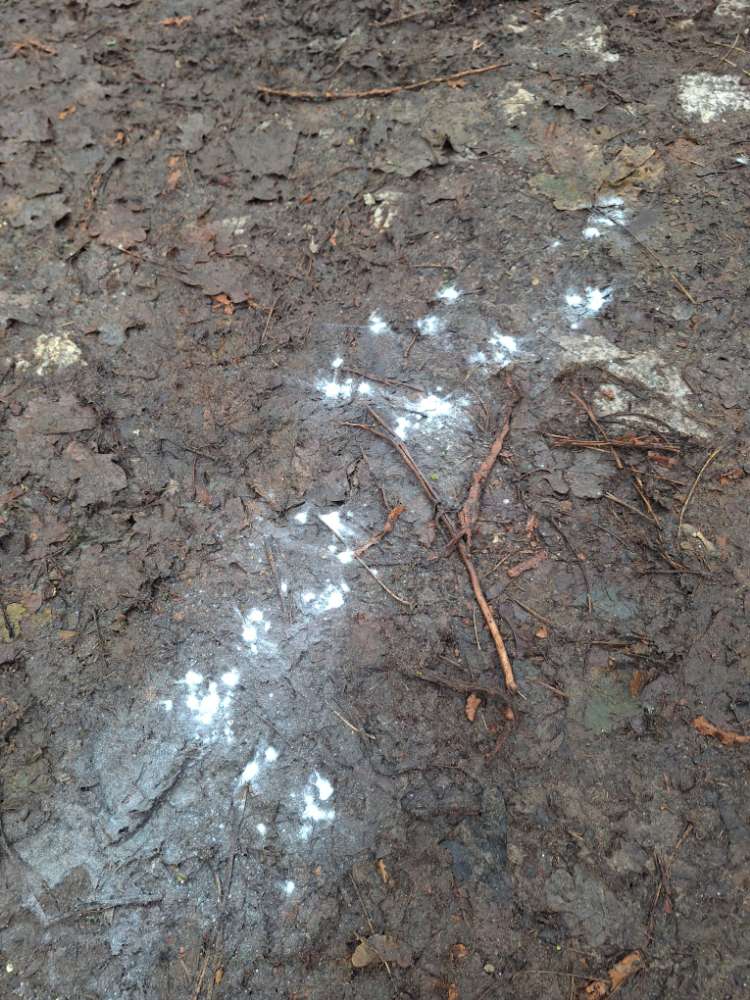 Giftköder-Giftverdacht Rieselfelder Karolinenhöhe-Profilbild