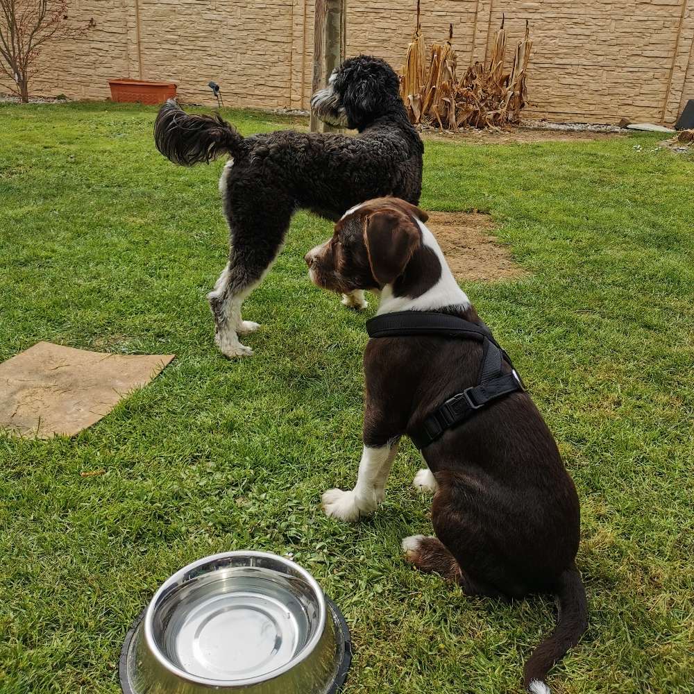 Hundetreffen-Spiel und Gassirunde-Profilbild