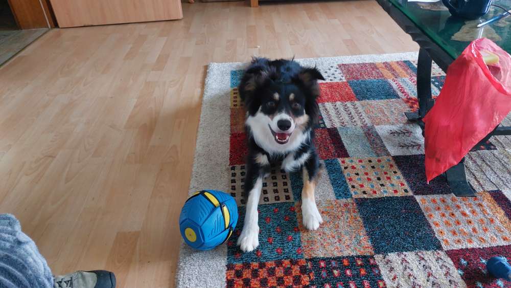 Hundetreffen-Suchen Spielkameraden-Profilbild