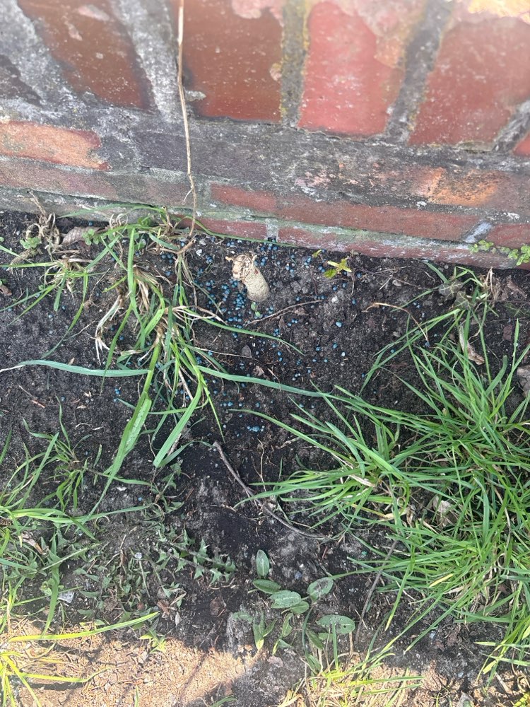 Giftköder-Schneckenkorn-Profilbild