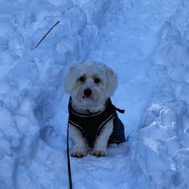 Hundetreffen-Treffen zum Spielen oder spazieren gehen-Profilbild