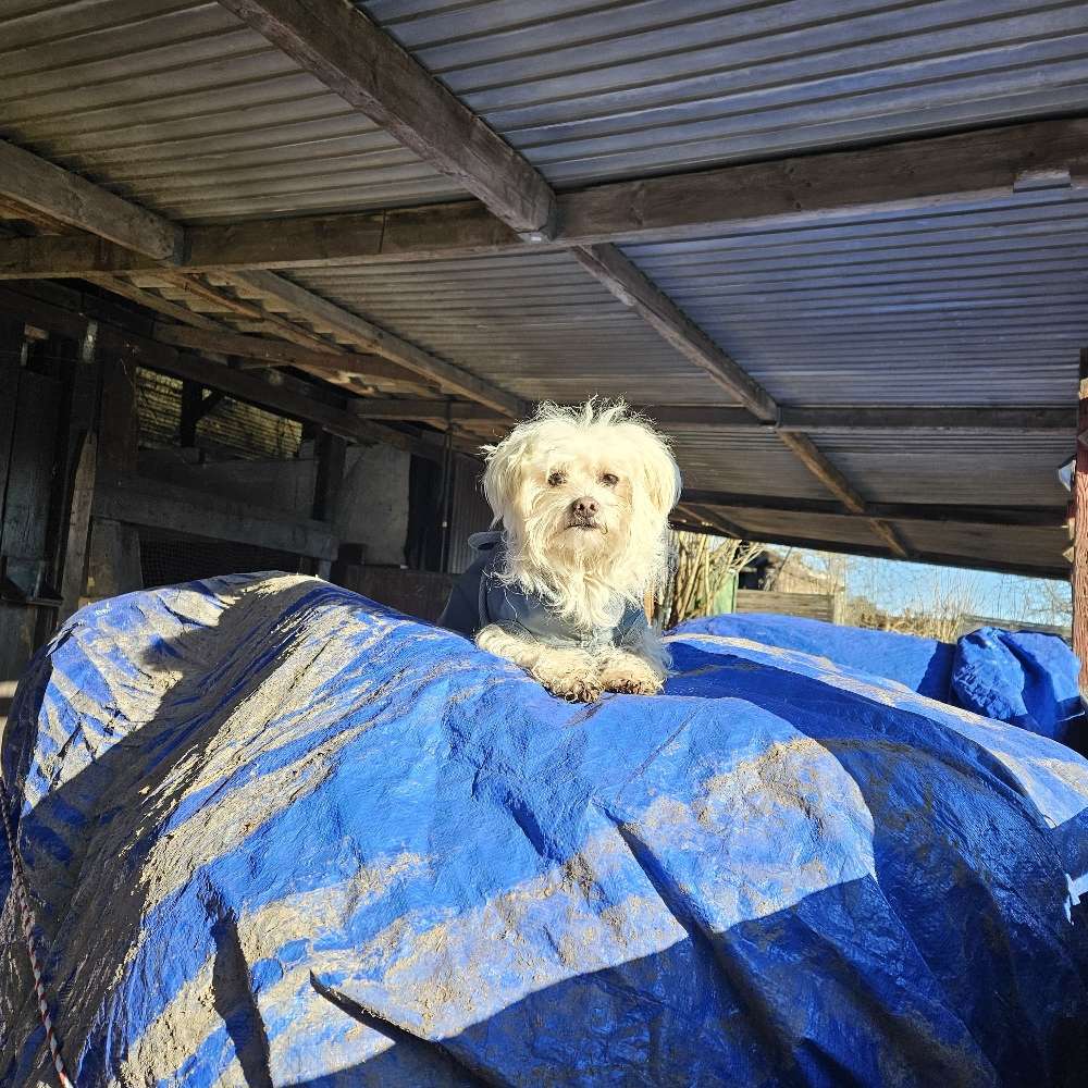 Hundetreffen-Hund für Spaziergänge und Spielen gesucht-Profilbild