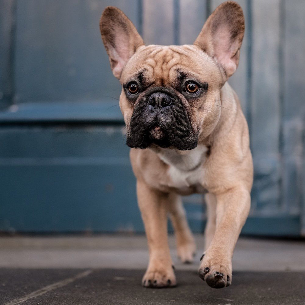 Hundetreffen-Hundefreunde gesucht-Profilbild