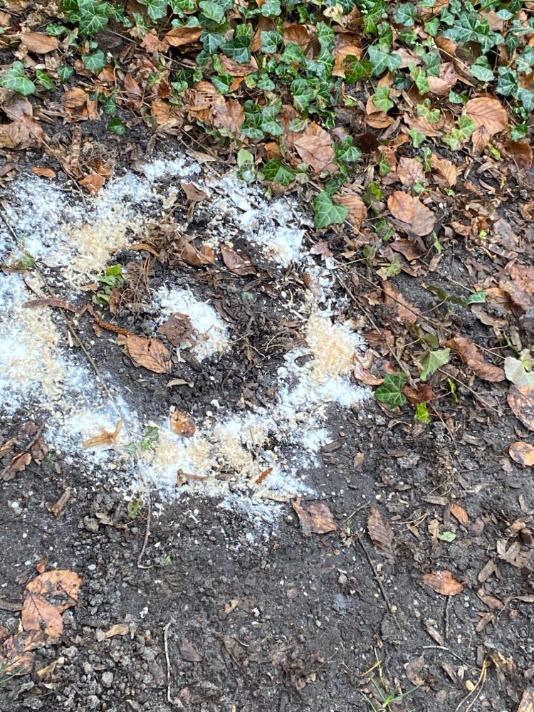 Giftköder-Weisses Pulver und Holzspäne-Profilbild
