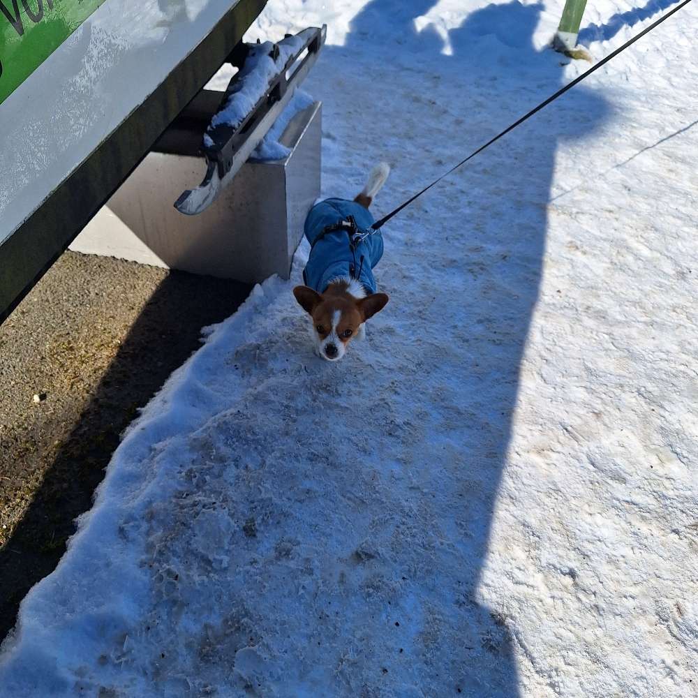 Hundetreffen-Wir suchen Hunde kontakt  für Mali unsere Chihuahua  mix-Profilbild