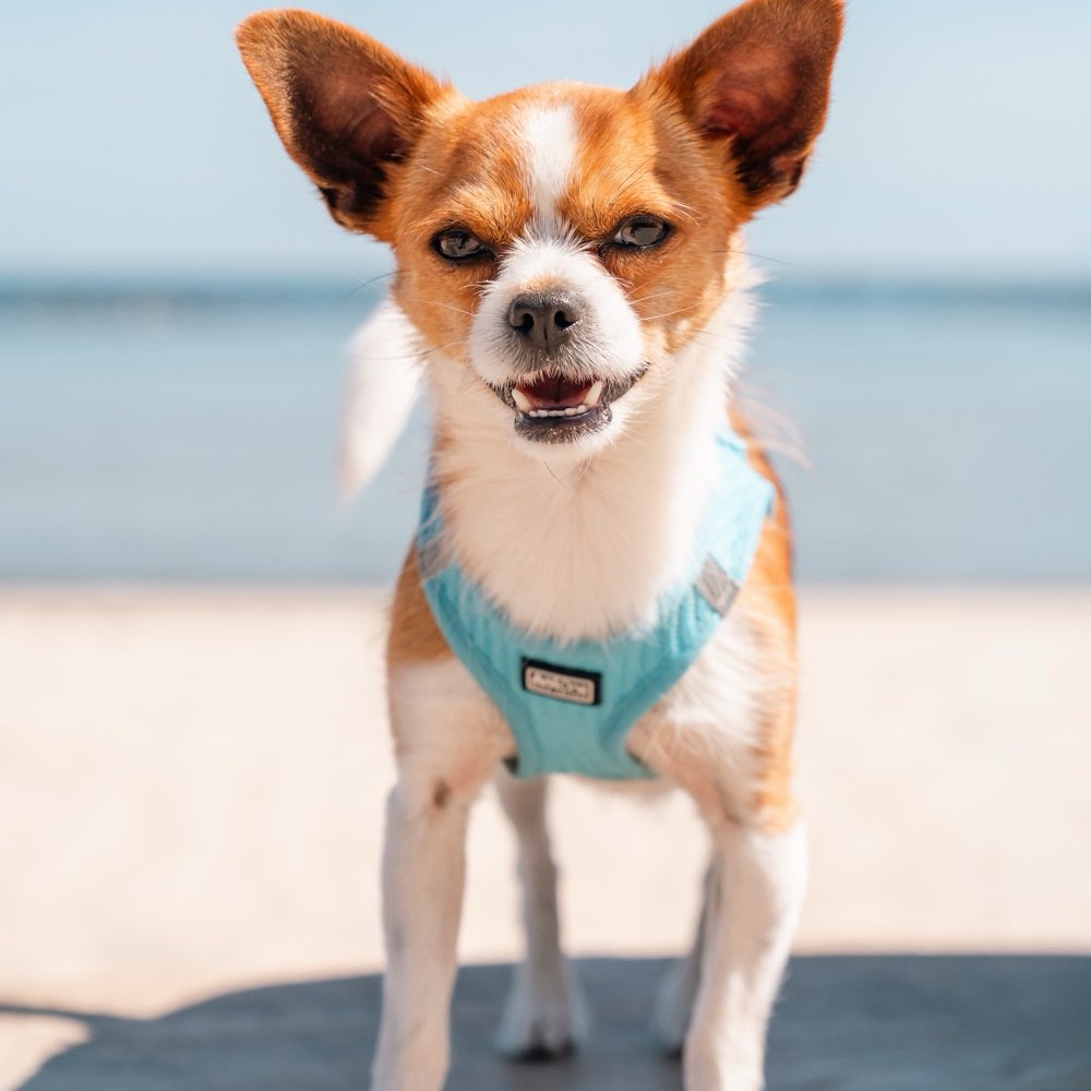 Hundetreffen-Wir suchen Hundekontakt kleine Hunde mittelgroß-Profilbild