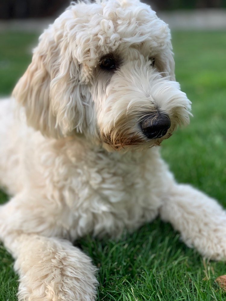 Hundetreffen-Gassirunde Mariahof-Profilbild