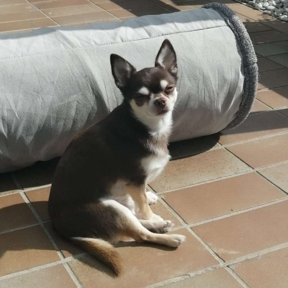 Hundetreffen-Gassigehen Neuhausen auf den Fildern und Umgebung-Profilbild