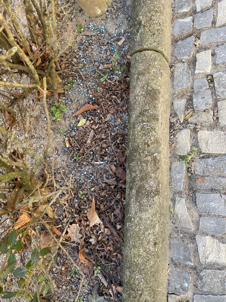 Giftköder-Schneckenkorn/blaue Kügelchen-Profilbild