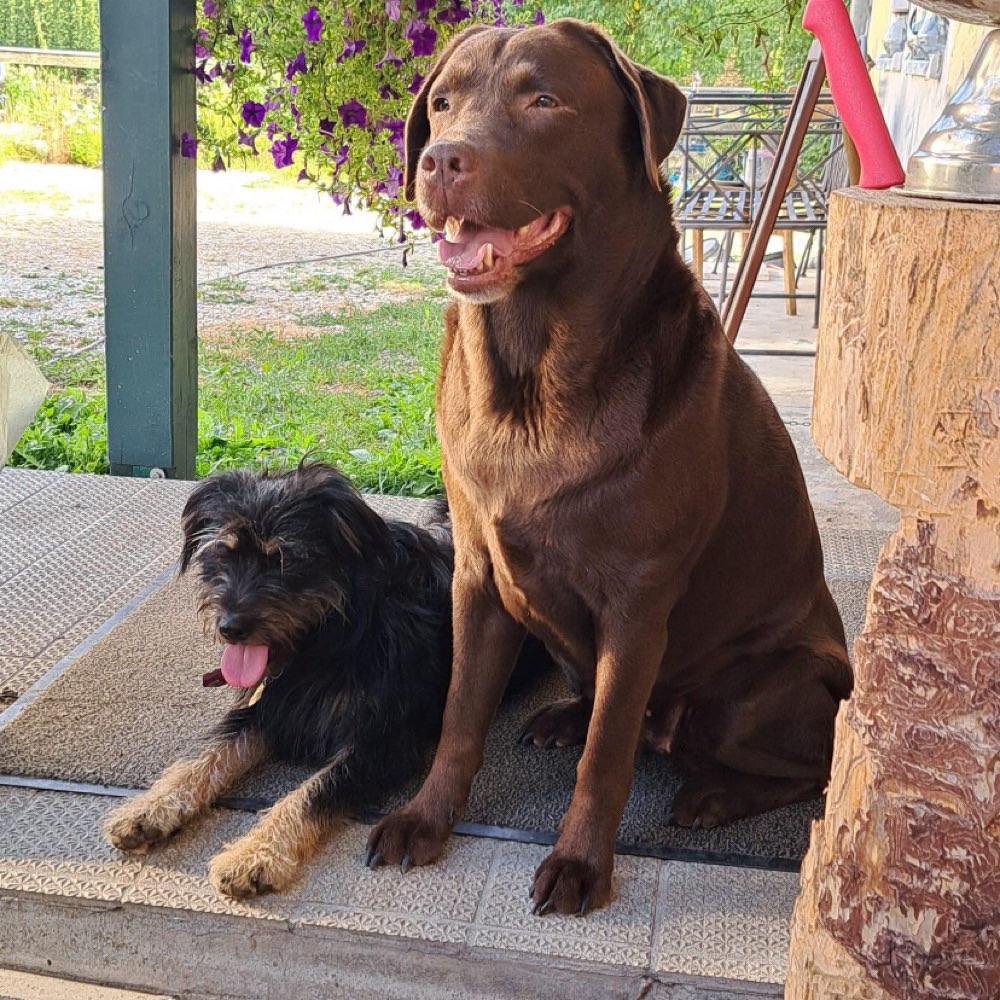 Hundetreffen-Bieten Familiäre Hundepension-Profilbild