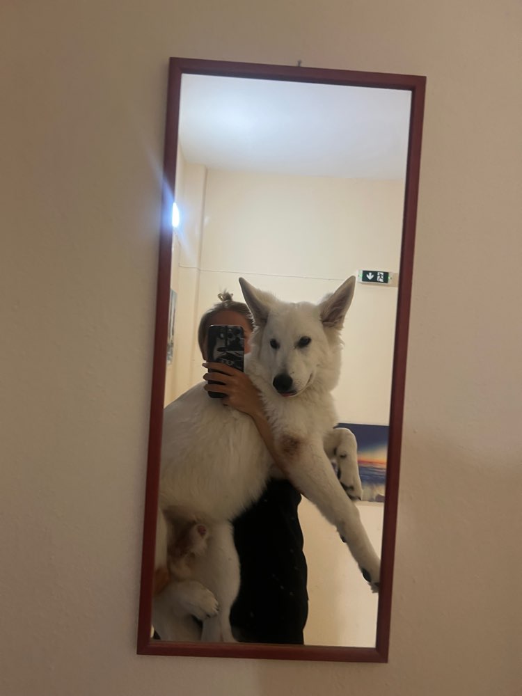 Hundetreffen-Kennenlernen-Profilbild