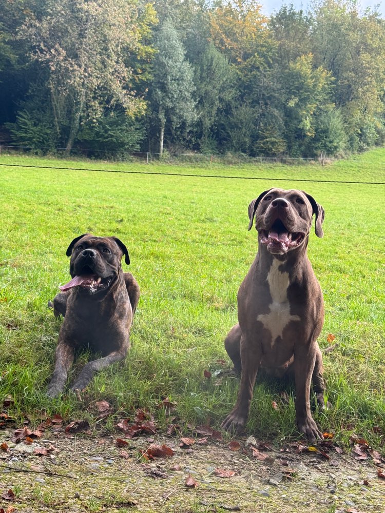 Hundetreffen-Spatziergang-Profilbild