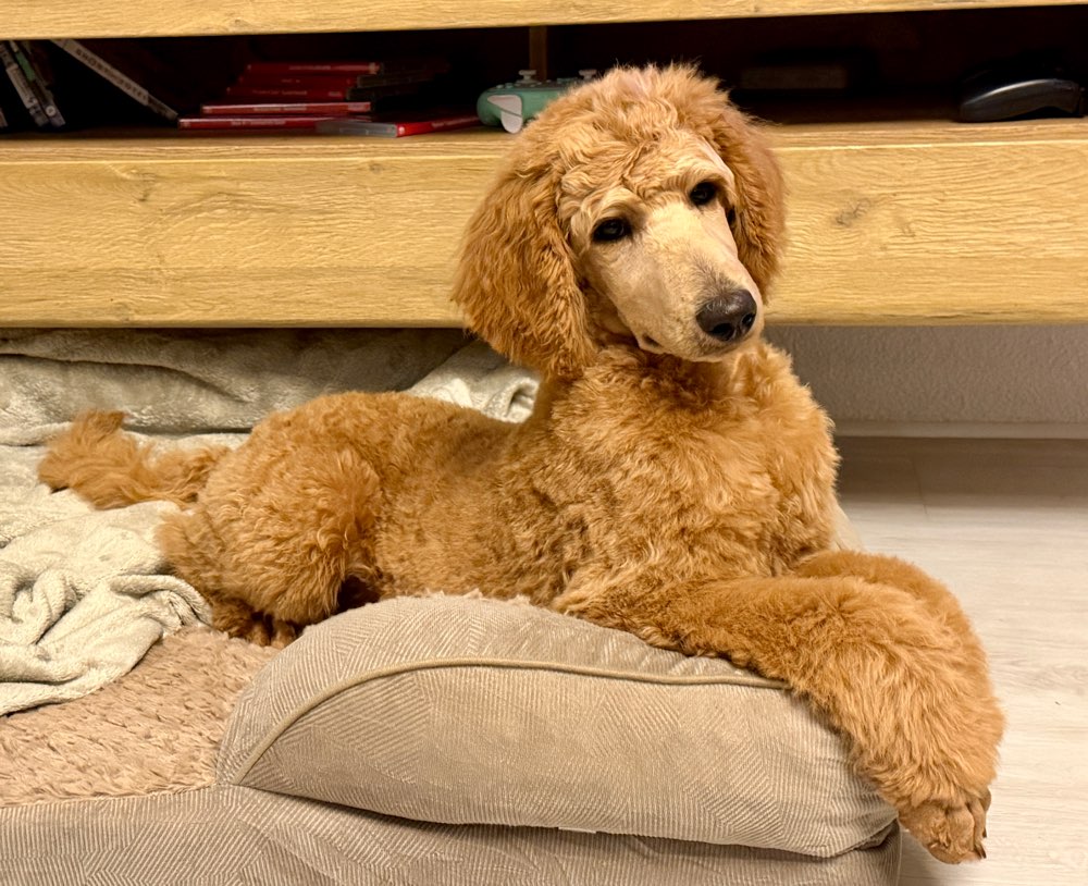 Hundetreffen-Sozialisierungs Spaziergang-Profilbild