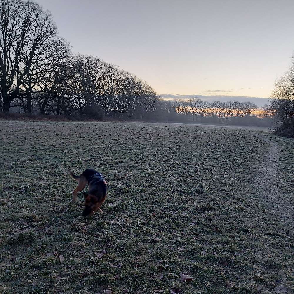 Hundetreffen-Spaziergänge in Brück, Merheim, Rath-Profilbild