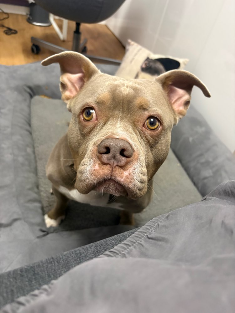 Hundetreffen-Suche nette Bekanntschaft zum Gassi gehen und spielen-Profilbild