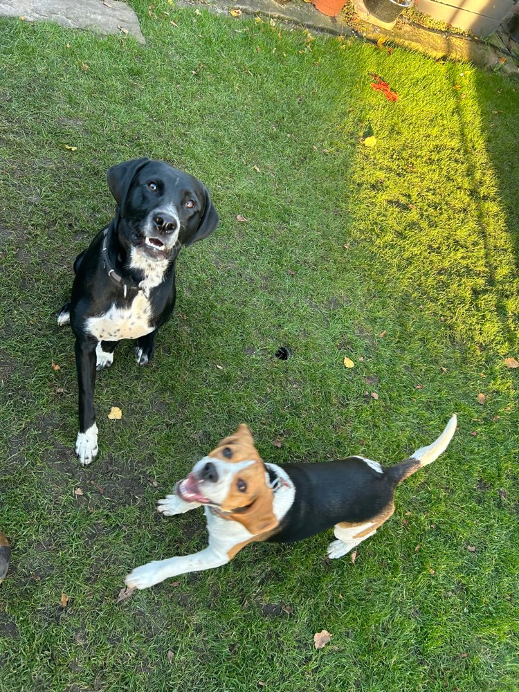 Hundetreffen-Hundetreffen-Profilbild