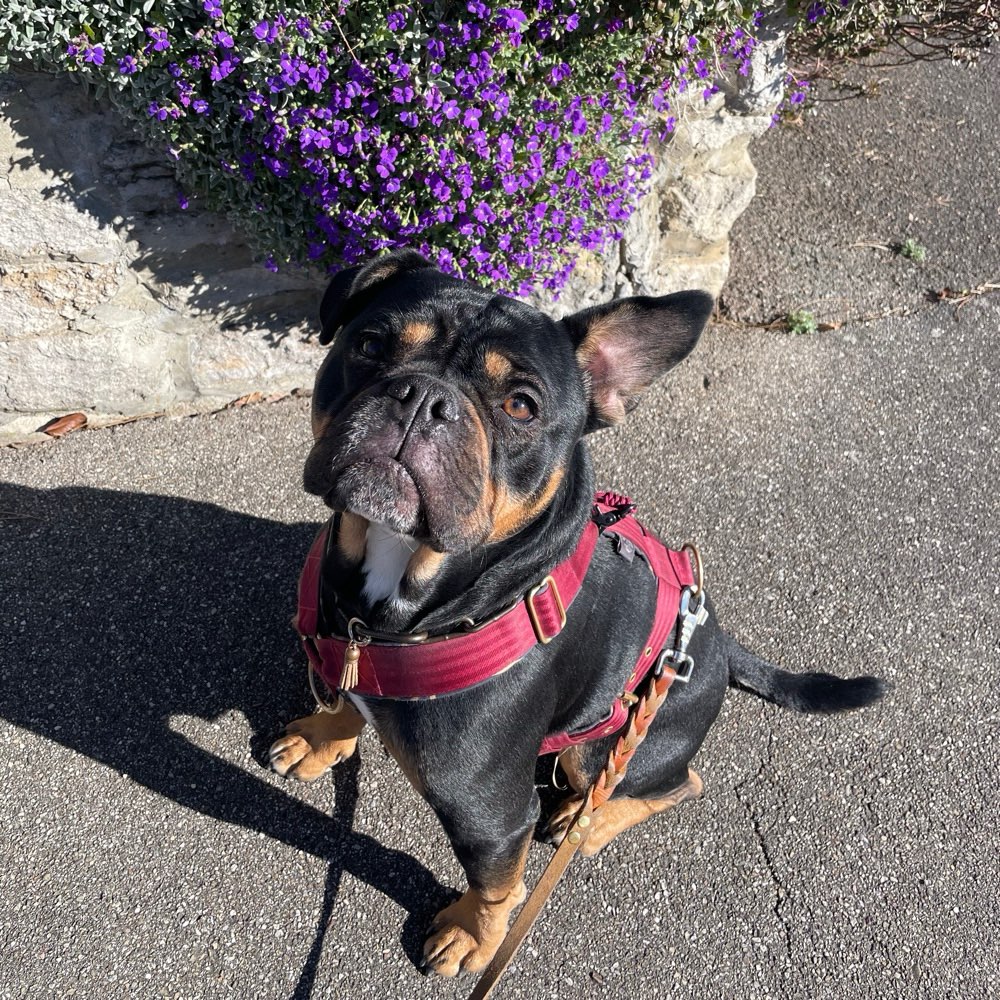Hundetreffen-Hundekumpel zum Spielen und Spazieren gehen-Profilbild