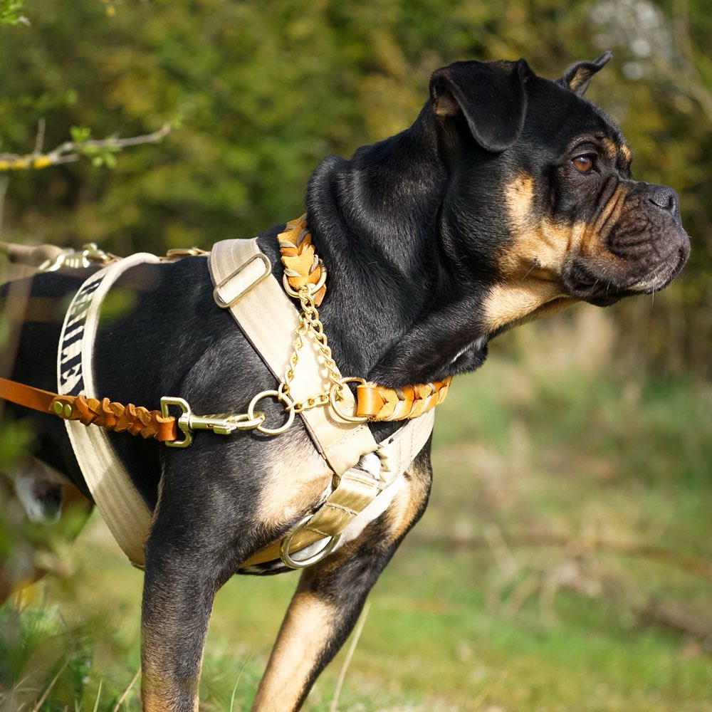 Hundetreffen-Social Walk-Profilbild