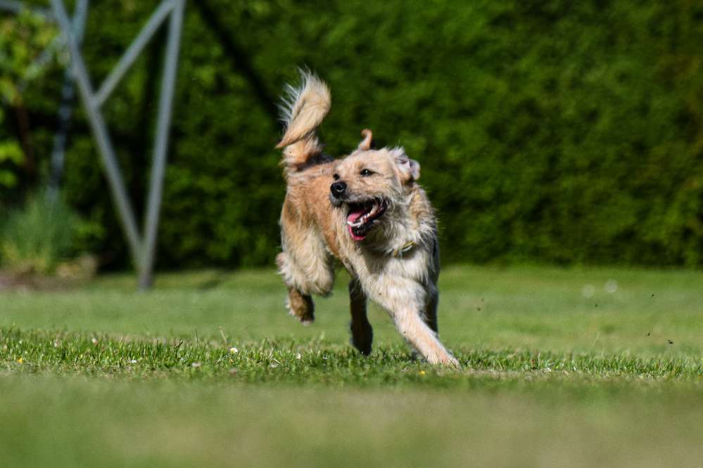 Hundetreffen-Sozialpartner für Strolch-Profilbild