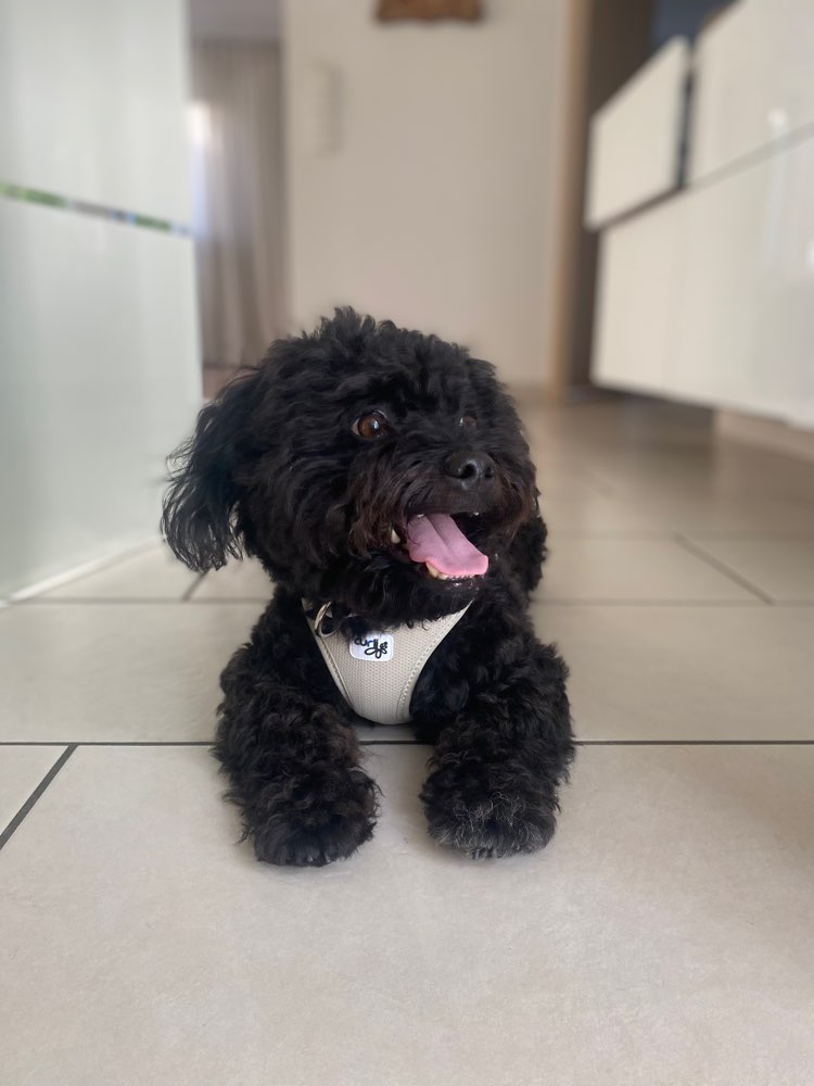 Hundetreffen-Gemeinsame Gassi- und Spielerunden-Profilbild