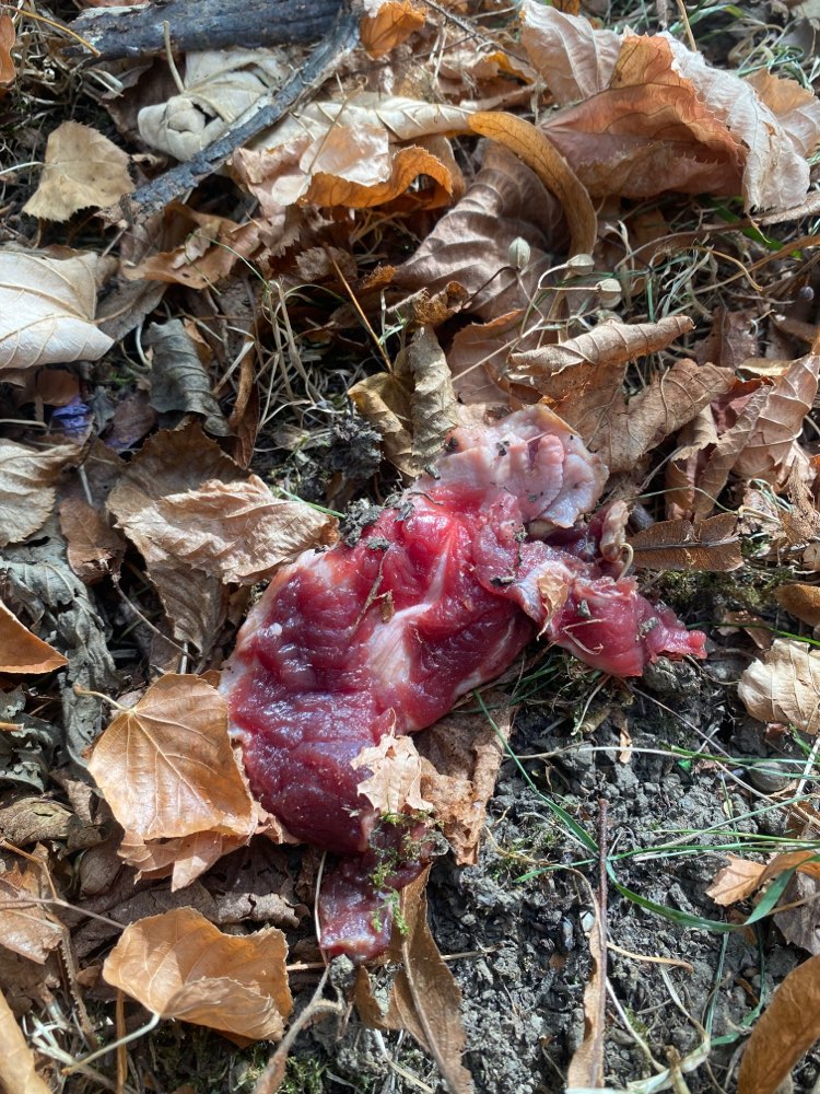 Giftköder-Rohes Fleisch am Wegrand-Profilbild
