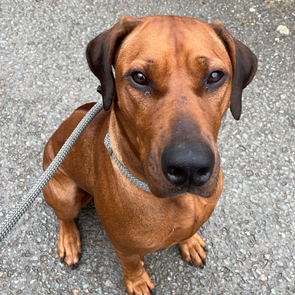 Hundetreffen-Hunde treffen zum spielen und Spazieren gehen-Profilbild