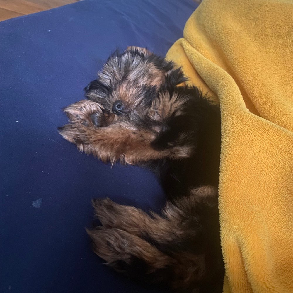 Hundetreffen-Welpentreffen im Park-Profilbild