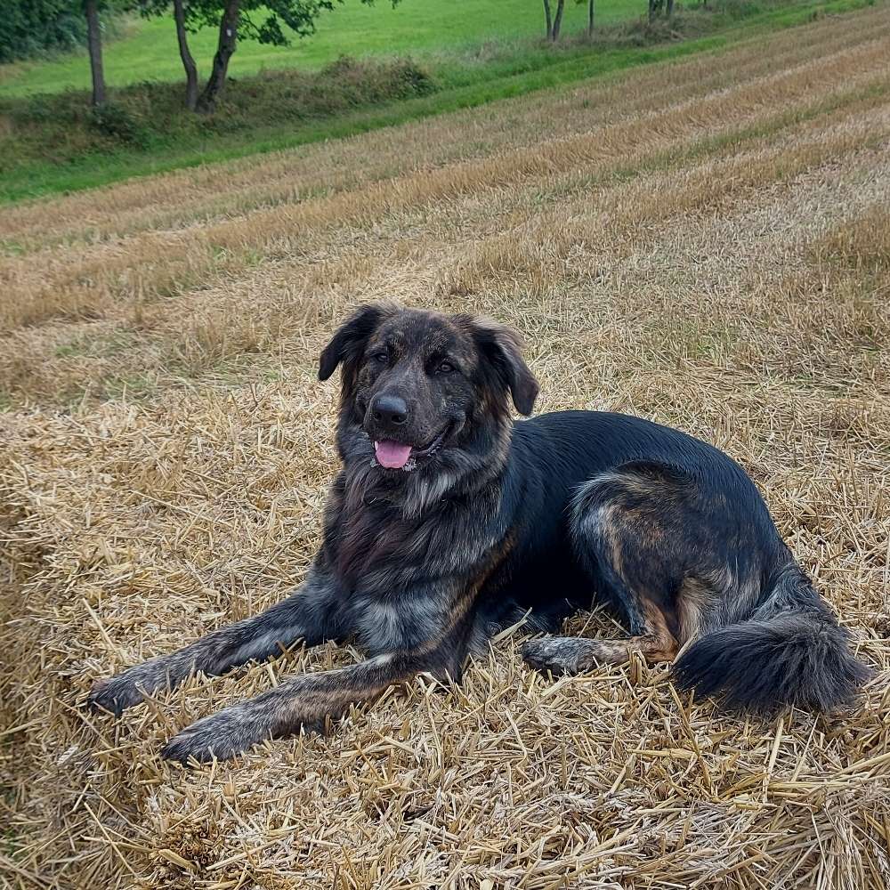 Hundetreffen-Begegnung trainieren und Spielen-Profilbild