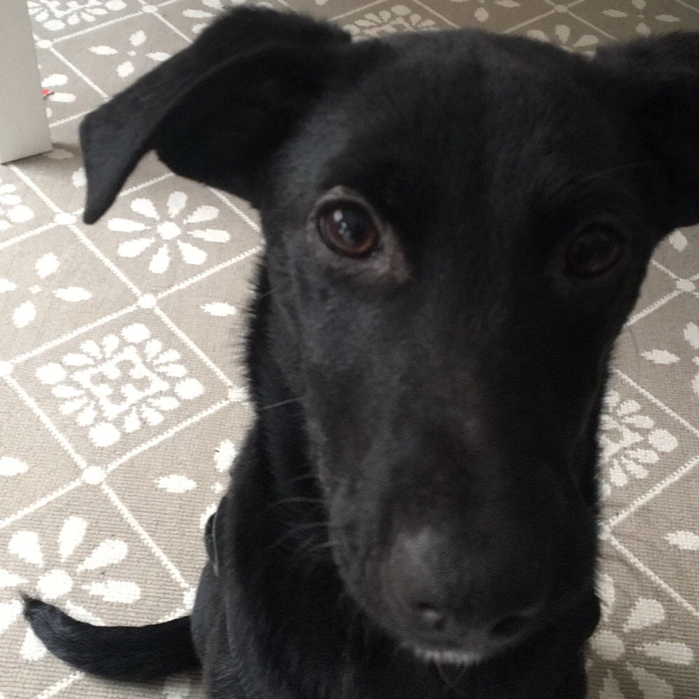 Hundetreffen-Gassi gehen-Profilbild