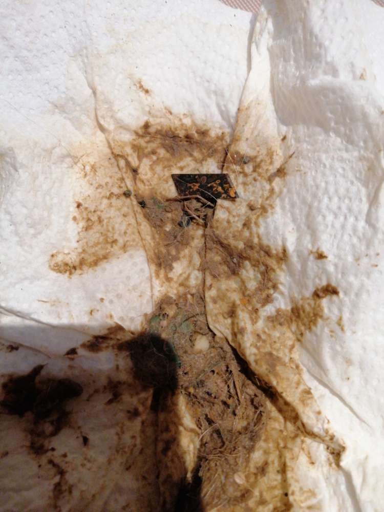 Giftköder-Cuttermesser-Profilbild