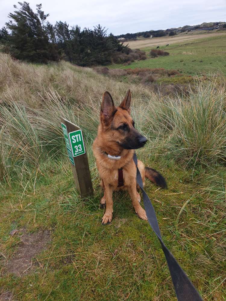 Hundetreffen-Hundebegegnungen-Profilbild