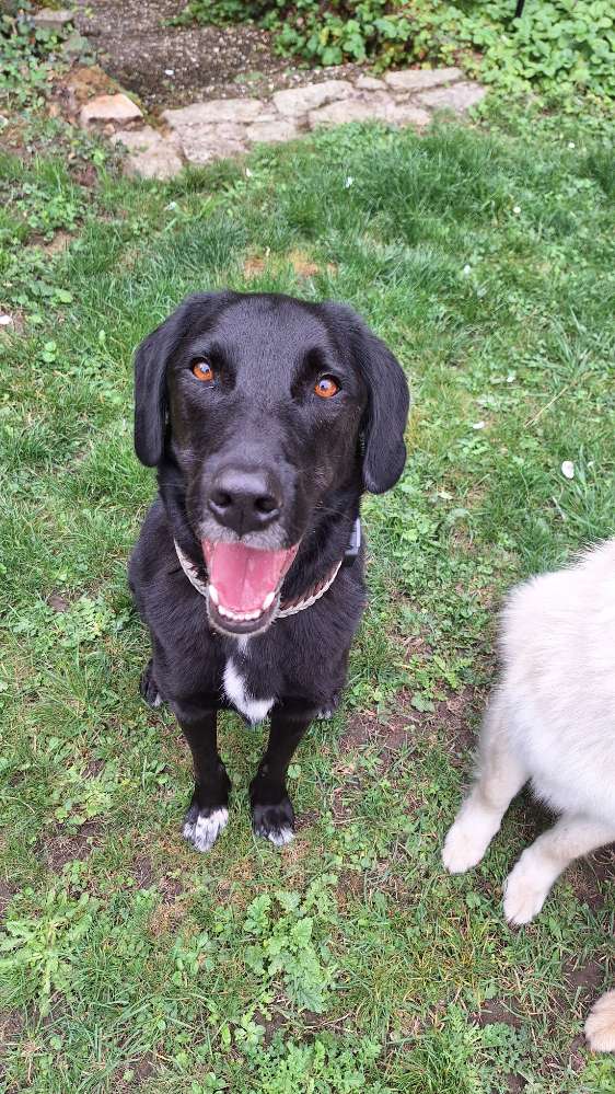 Hundetreffen-Gassi- & Trainingspartner gesucht-Profilbild