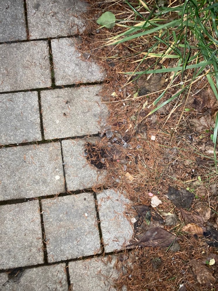Giftköder-Glasscherben auf Bürgersteig + Straße-Profilbild