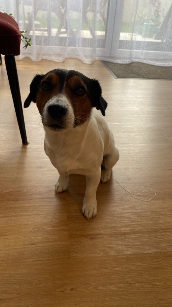 Hundetreffen-Woody-Profilbild