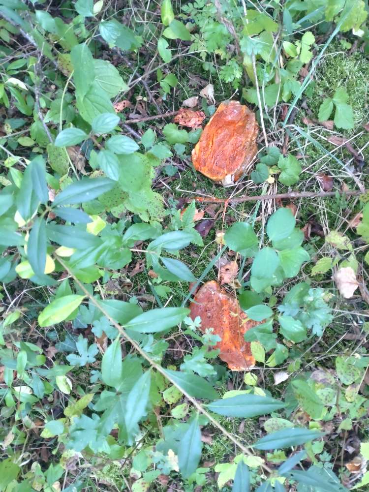 Giftköder-Fleischstücke-Profilbild