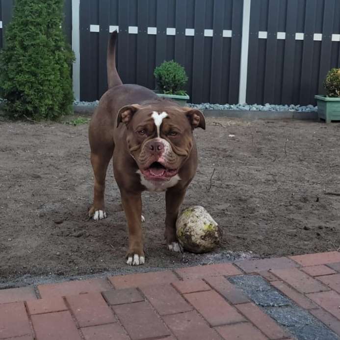 Hundetreffen-Social Walk-Profilbild