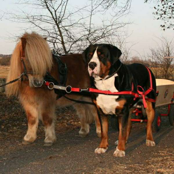 Hundetreffen-Suche Zughunde-Gruppe (Wagenziehen) oder Wasserarbeit / Einstieg in Zughundesport-Profilbild