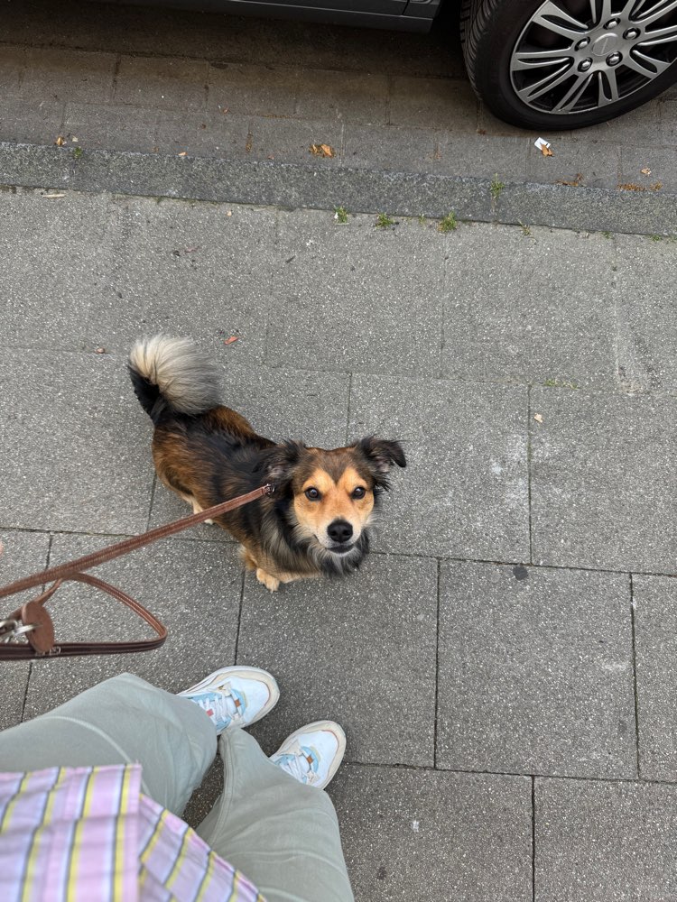Hundetreffen-🐾 Social Walk – Gemeinsam trainieren, ohne Hundekontakt-Profilbild