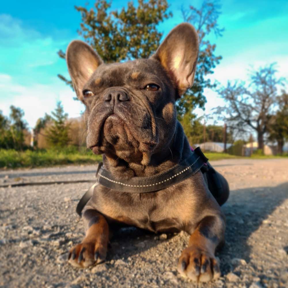 Hundetreffen-Spielfreund für meine Eve gesucht!-Profilbild