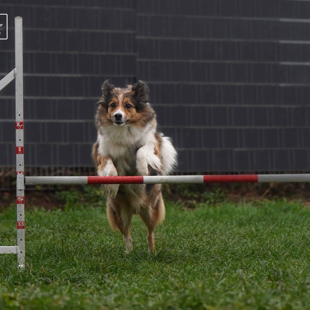 Hundetreffen-Gemeinsame Gassi Runden.✨️-Profilbild