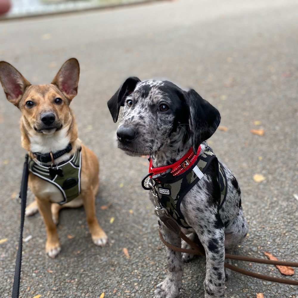 Hundetreffen-Gassi/spielrunde-Profilbild