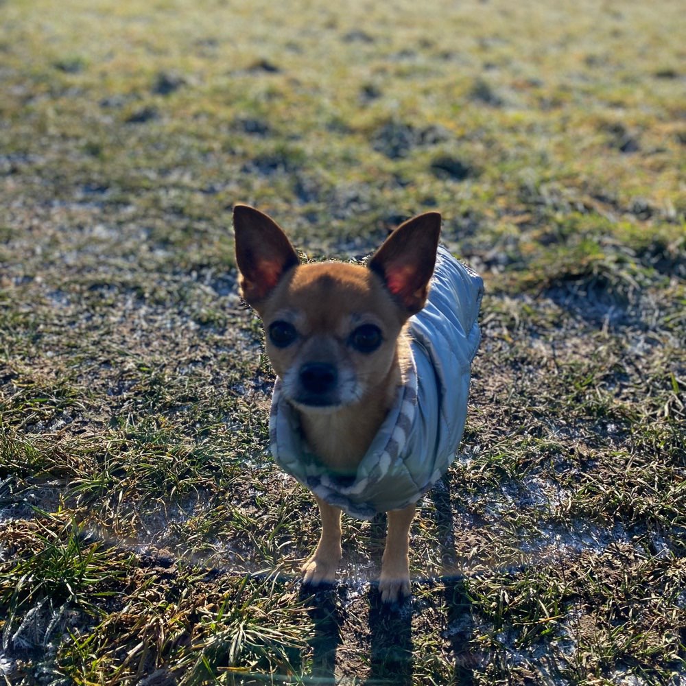 Hundetreffen-Kleine Hunde Treffen-Profilbild