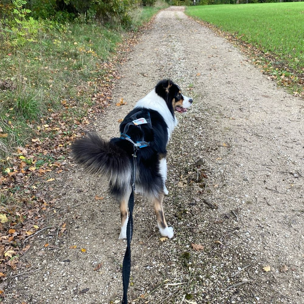 Hundetreffen-Laufpartner für Canicross/Bikejöring gesucht!-Profilbild