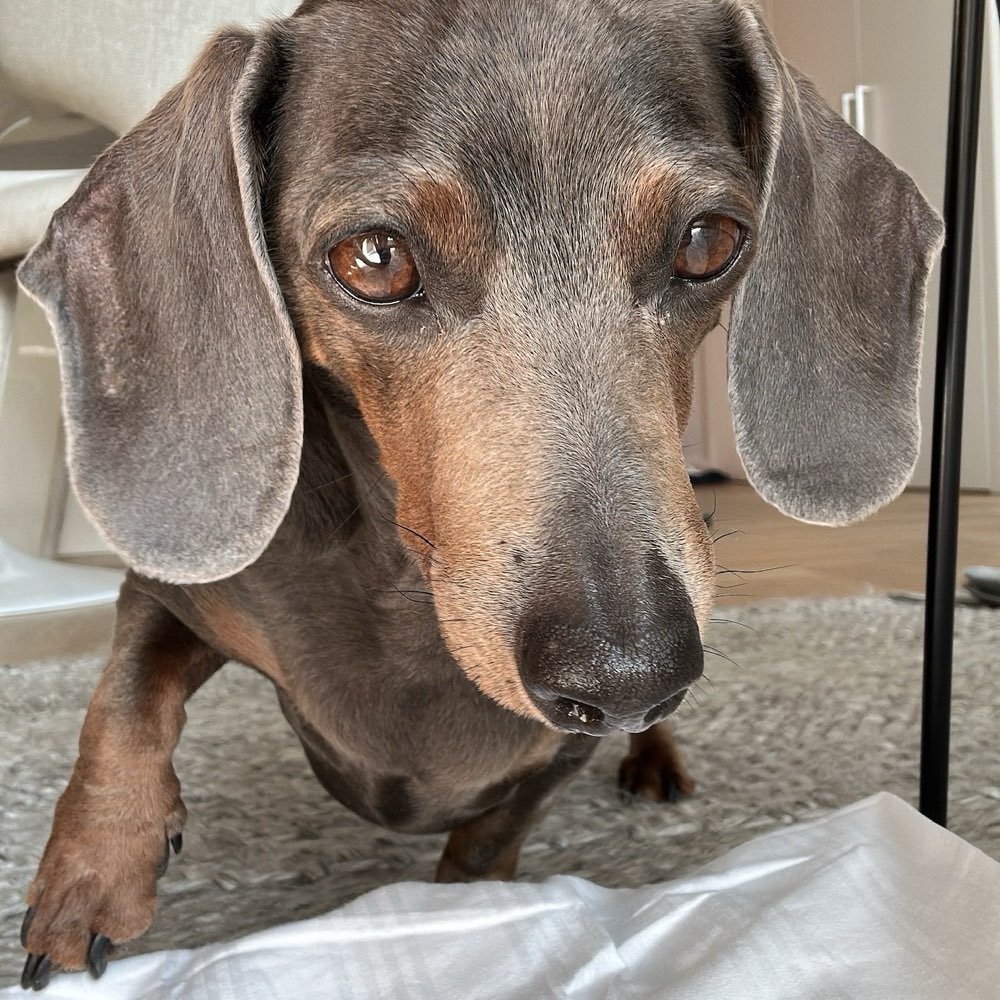 Hundetreffen-Dackeltreff-Profilbild