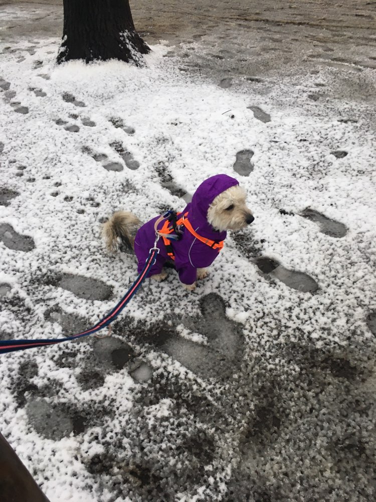 Hundetreffen-Gassi Runde /Spielpartner gesucht-Profilbild