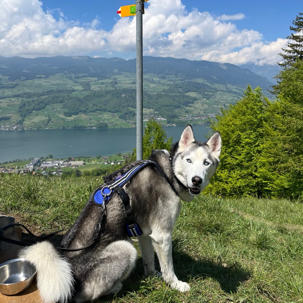 Hundetreffen-Social Walk / Anti-Pöbel-Training-Profilbild