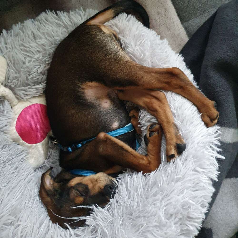 Hundetreffen-Hundetreffen in Birkenfeld-Profilbild